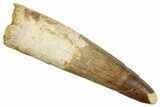 Fossil Spinosaurus Tooth - Real Dinosaur Tooth #265062-1